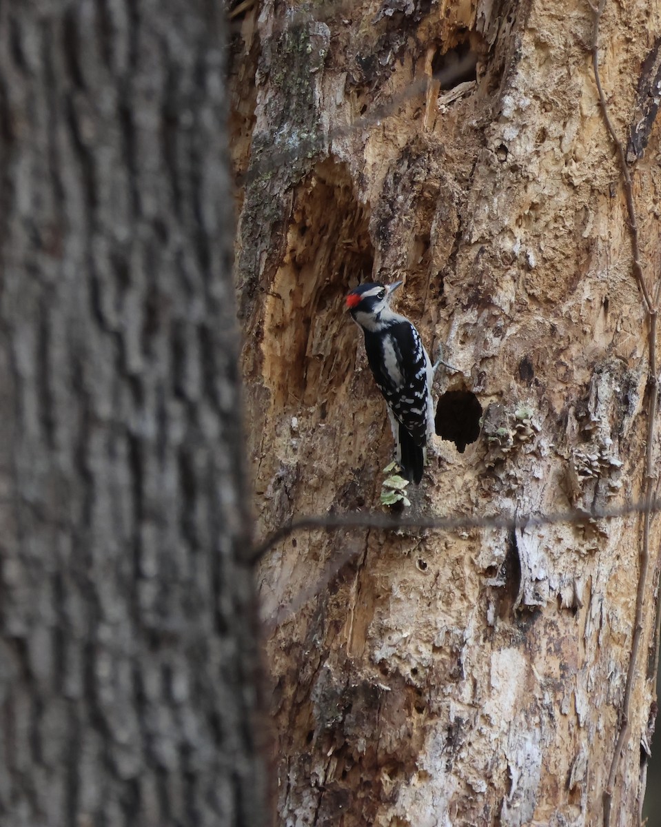 Downy Woodpecker - ML645248112