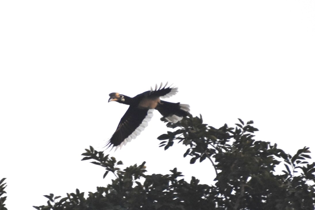 Malabar Pied-Hornbill - ML645248116