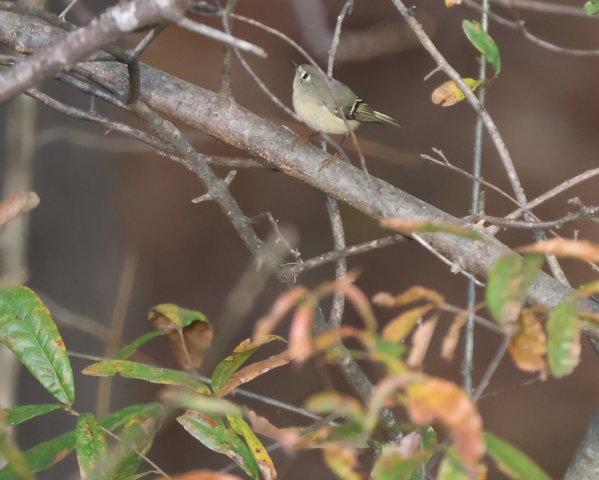 Ruby-crowned Kinglet - ML645248119