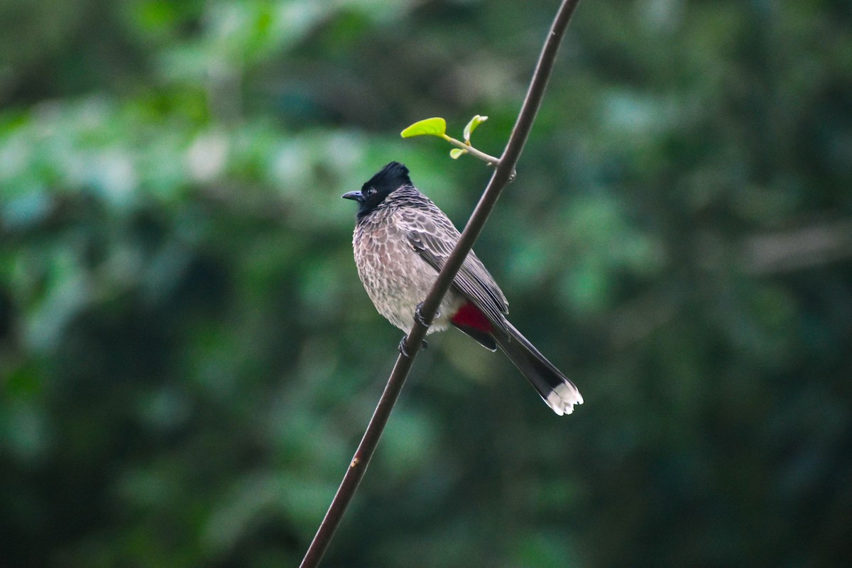 Red-vented Bulbul - ML645248124