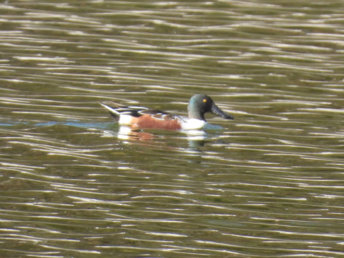 skjeand - ML645248130