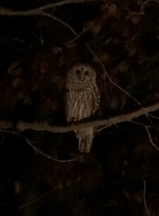 Barred Owl - ML645248131