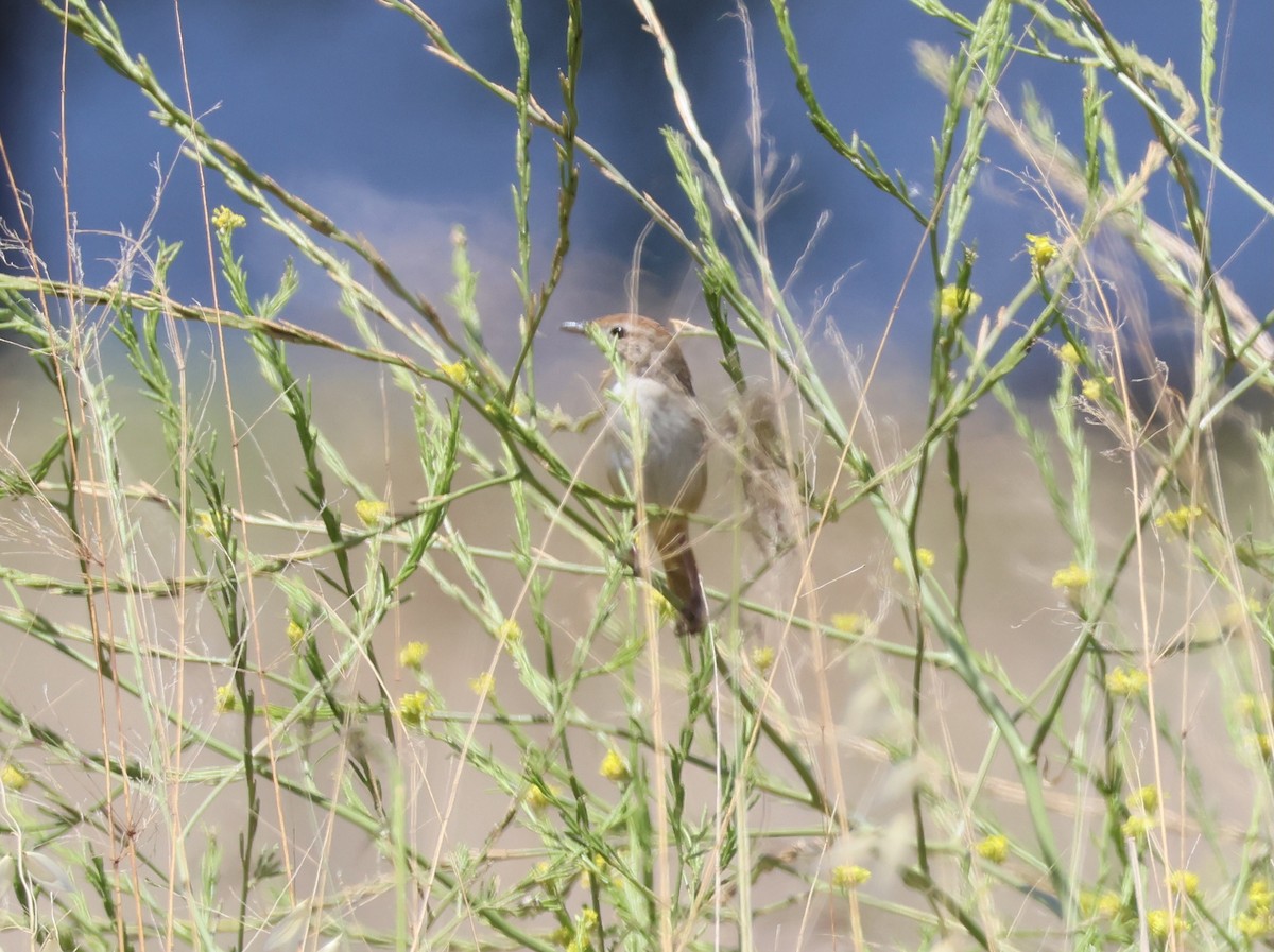 ズアカオオセッカ - ML645248132