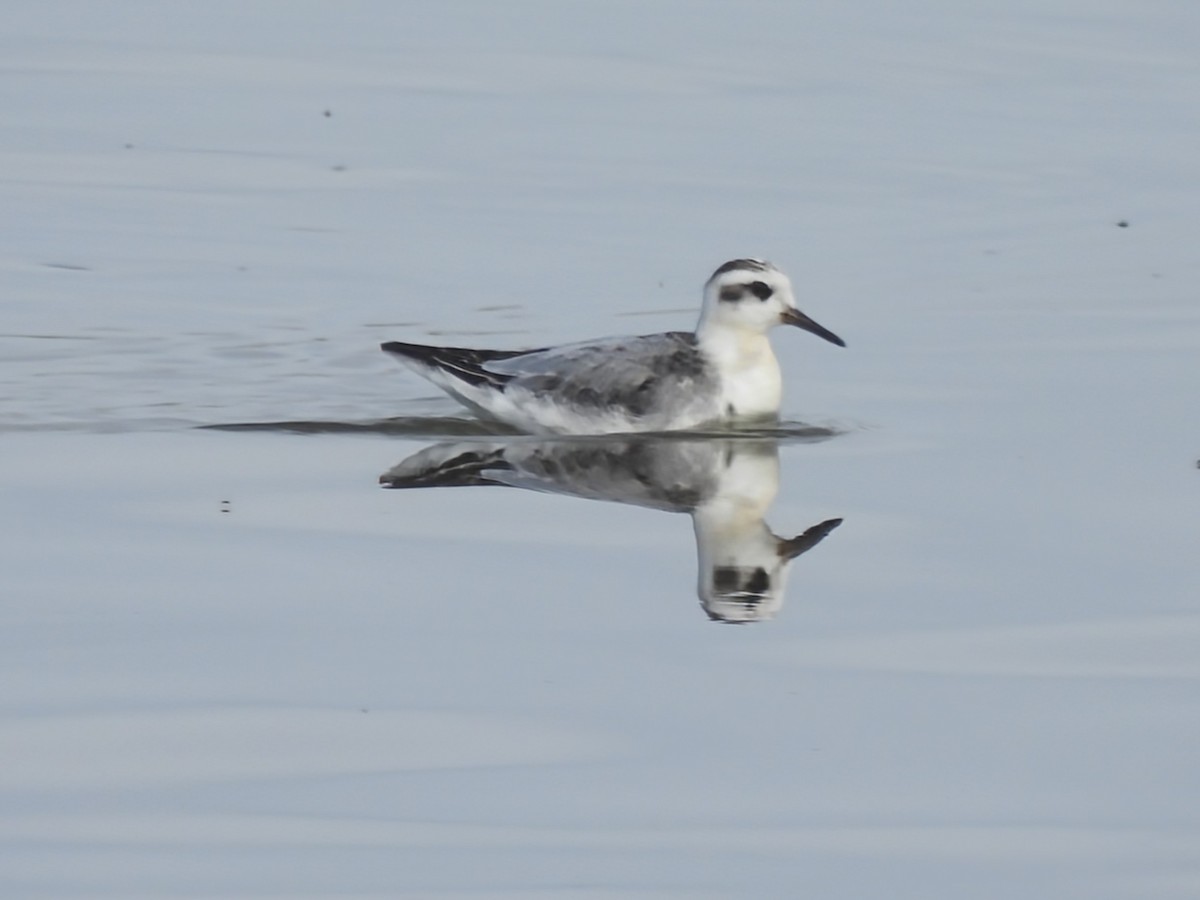 Red Phalarope - ML645248134