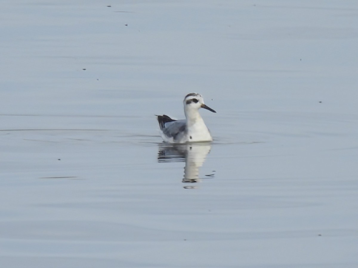Red Phalarope - ML645248139