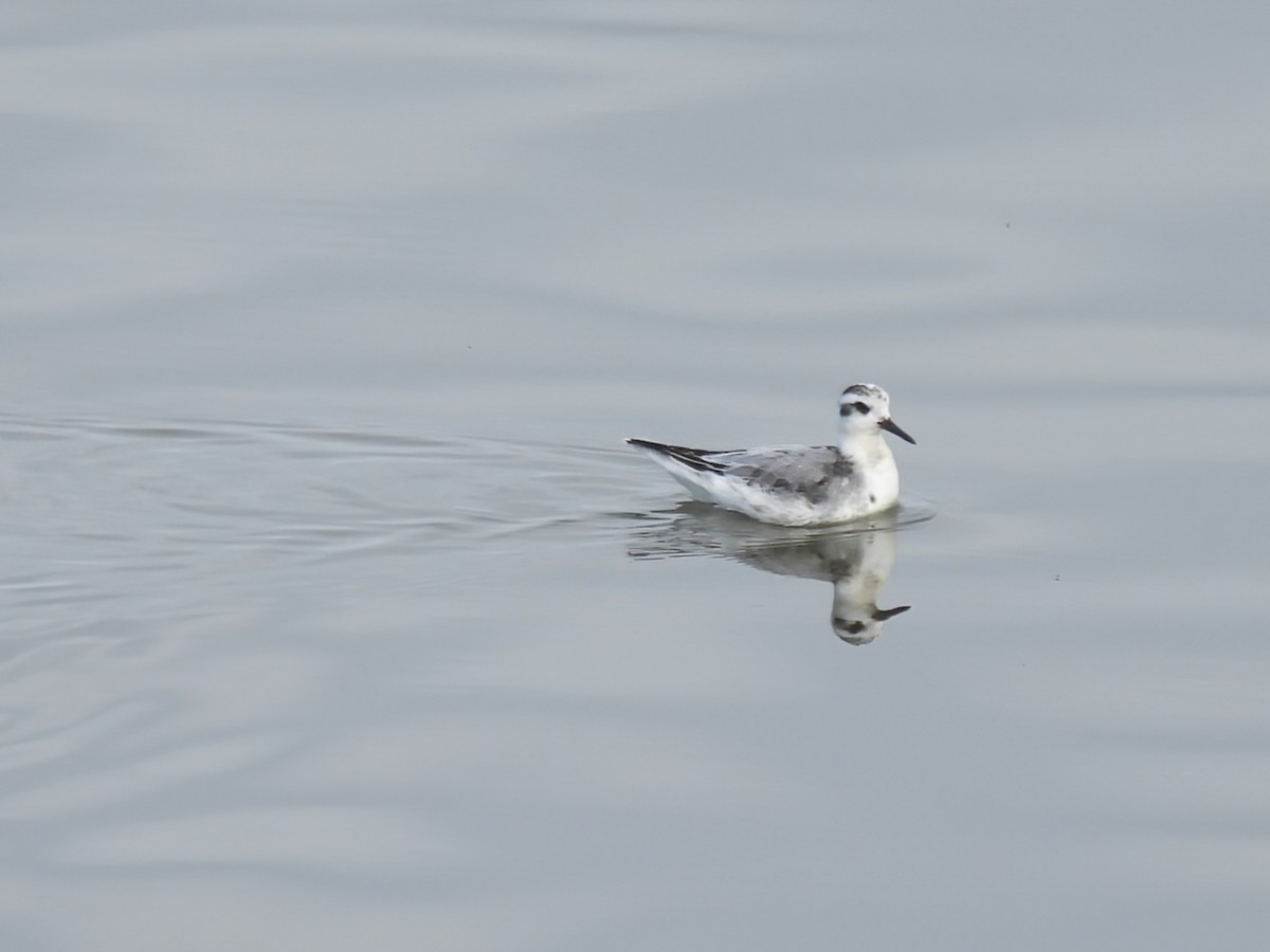 Red Phalarope - ML645248141