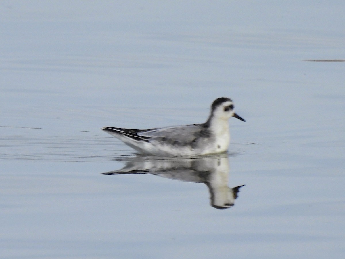 Red Phalarope - ML645248142