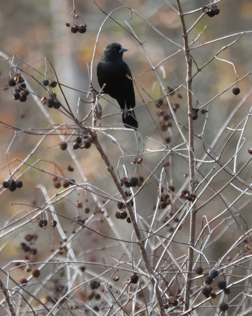 Red-winged Blackbird - ML645248143