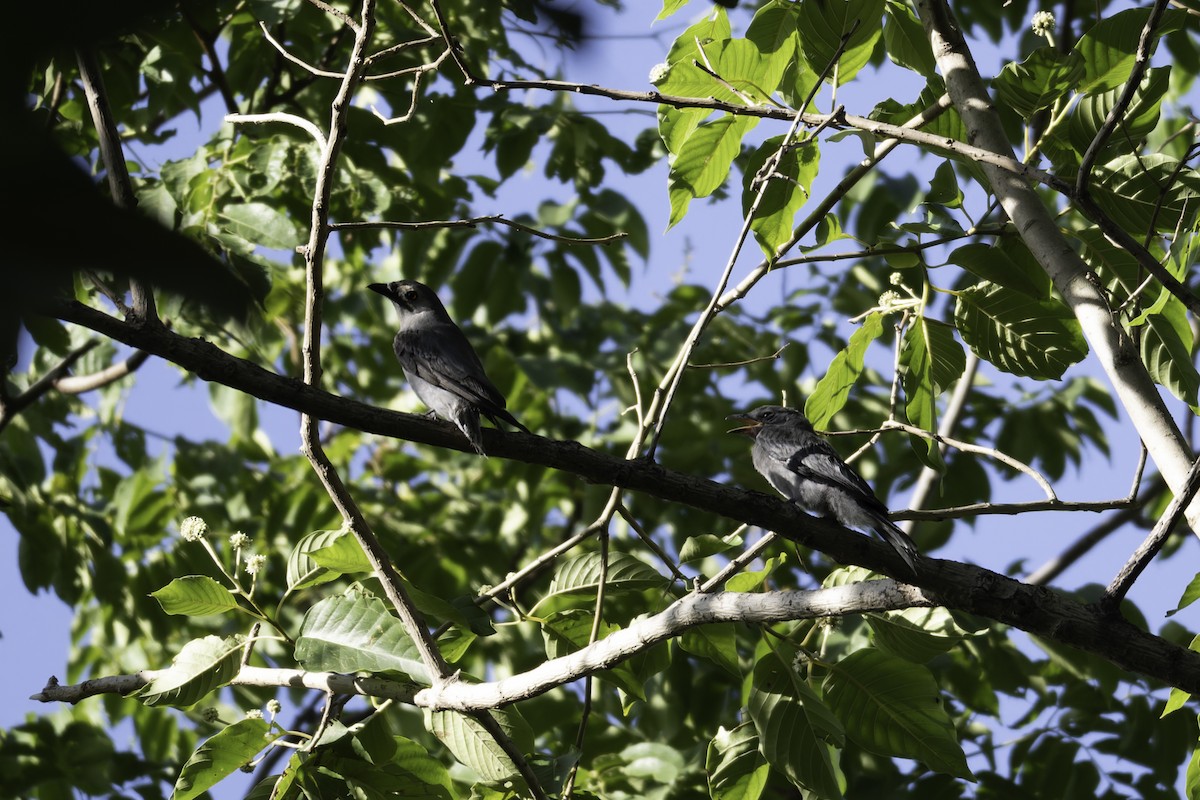Ashy Drongo - ML645248155