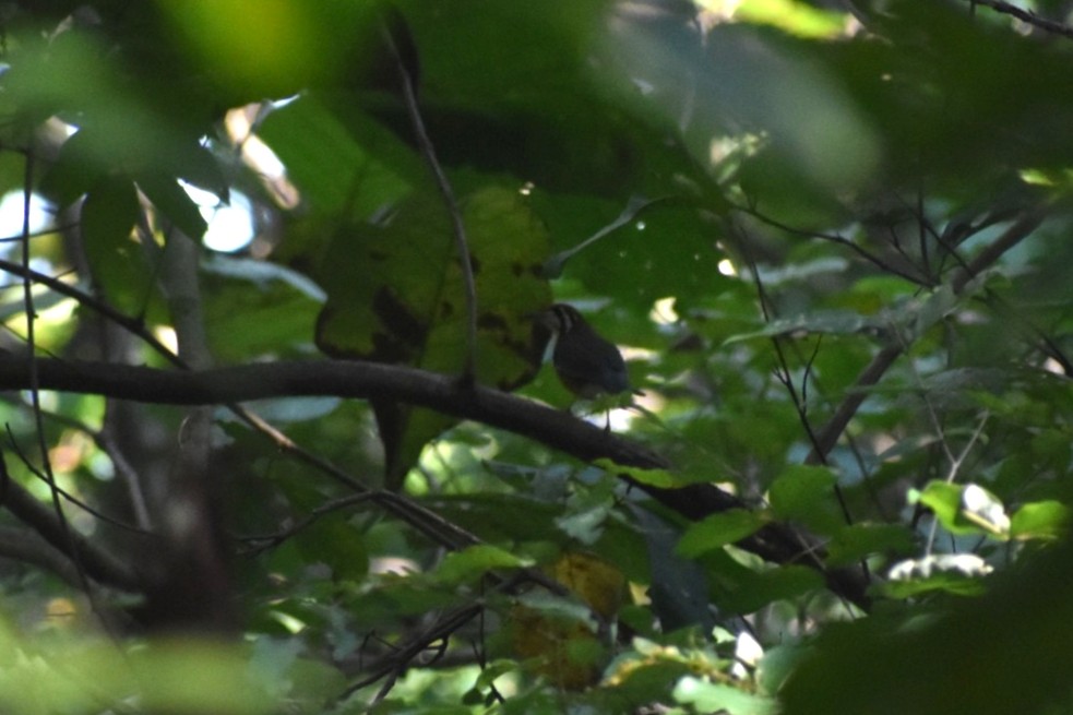 橙頭地鶇 - ML645248158