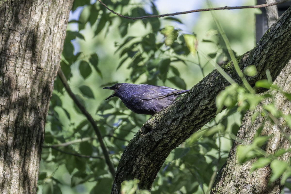 Blue Whistling-Thrush - ML645248163
