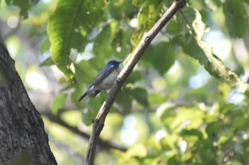 藍喉藍仙鶲 - ML645248164