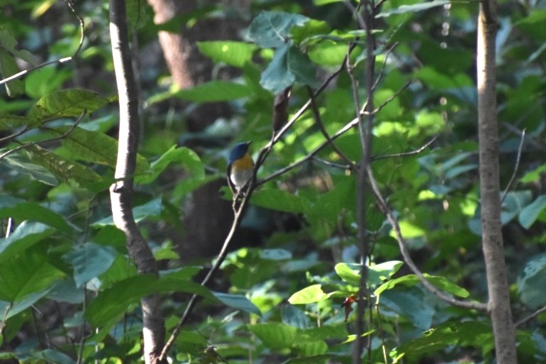 藍喉藍仙鶲 - ML645248165