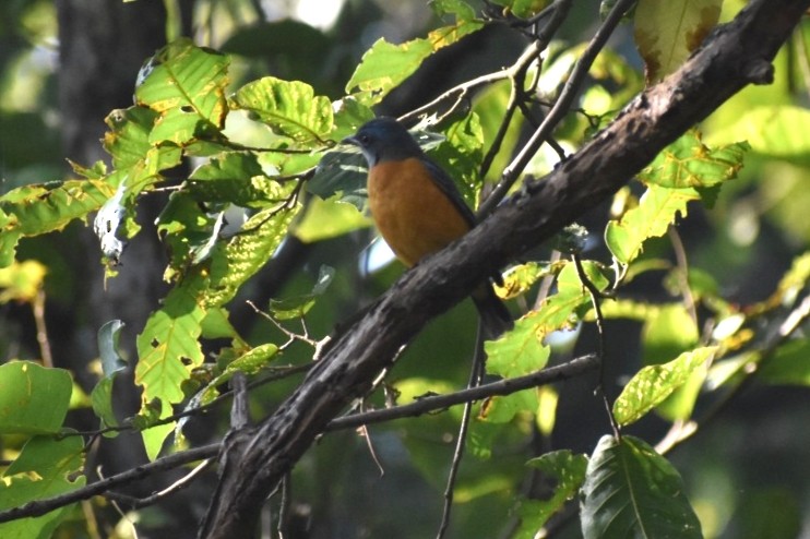 Blue-capped Rock-Thrush - ML645248170