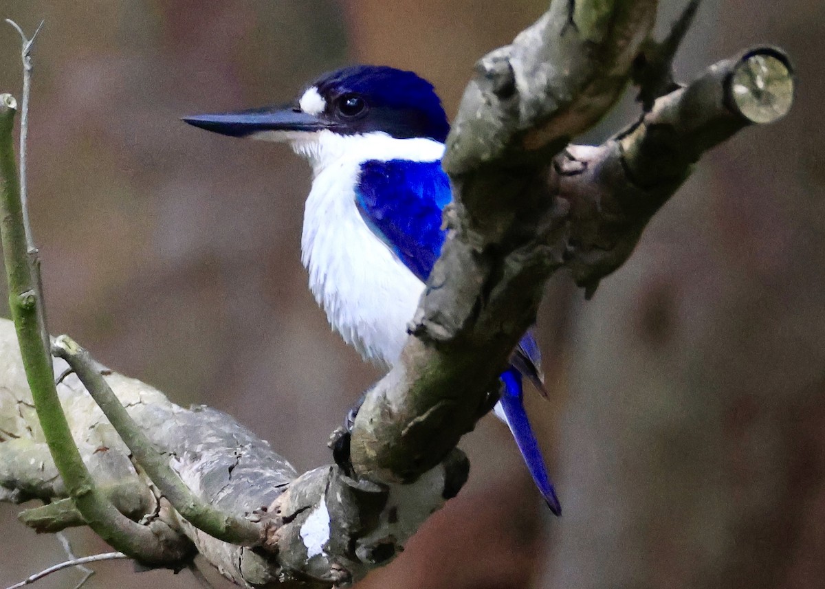 Forest Kingfisher - ML645248206