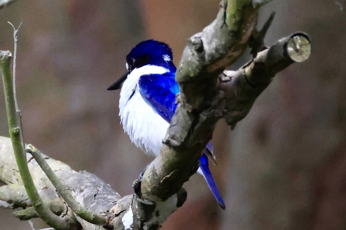 Forest Kingfisher - ML645248207