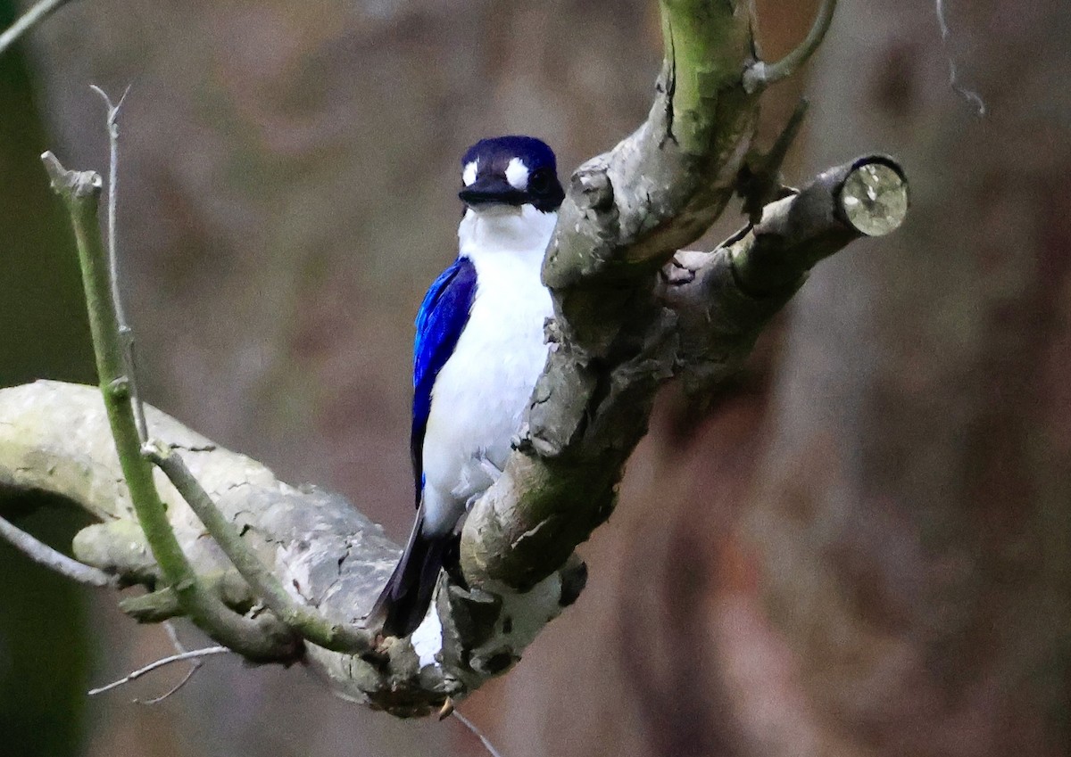 Forest Kingfisher - ML645248208