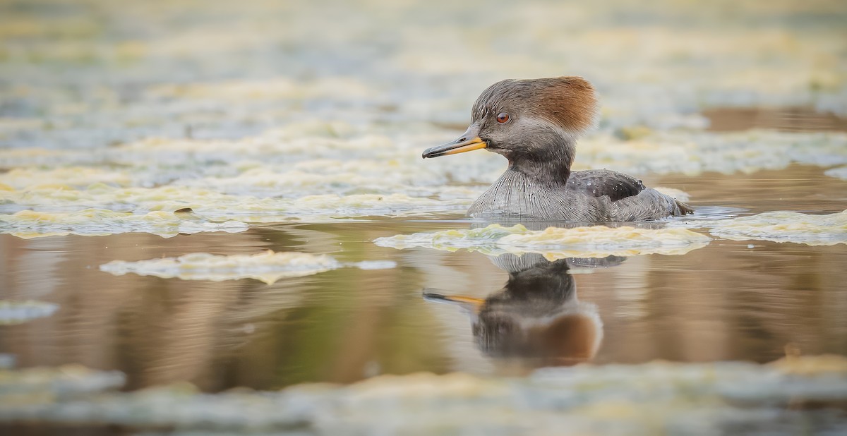 Hooded Merganser - ML645248210