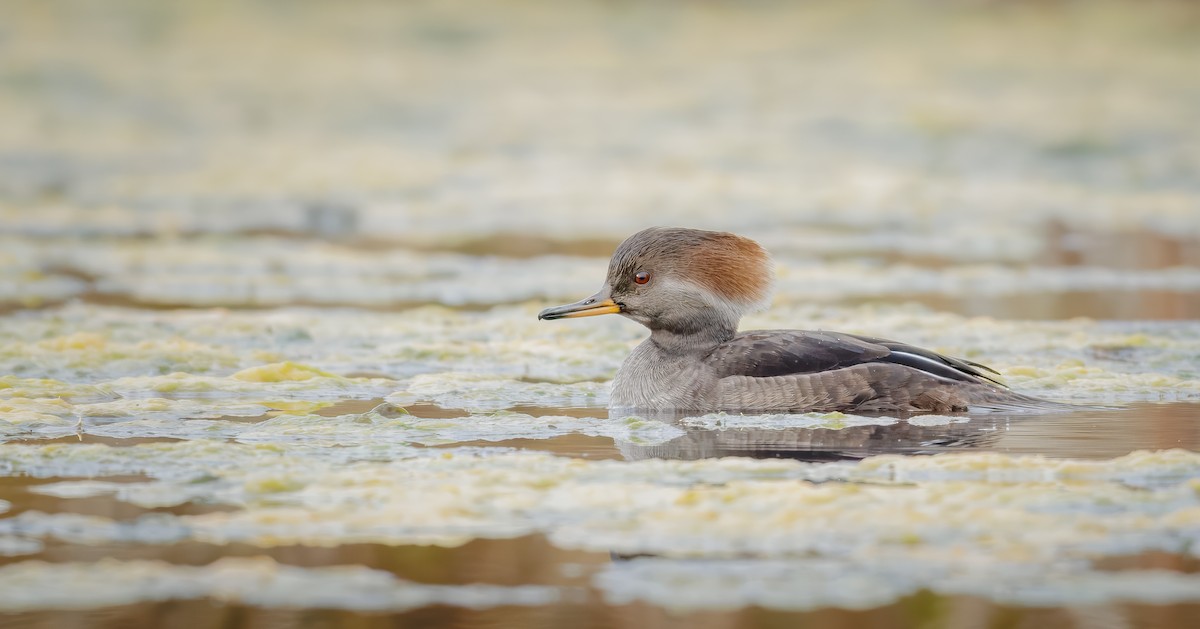 Hooded Merganser - ML645248211