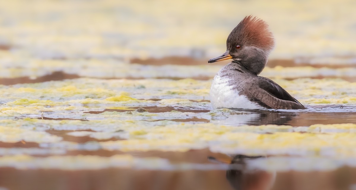 Hooded Merganser - ML645248212