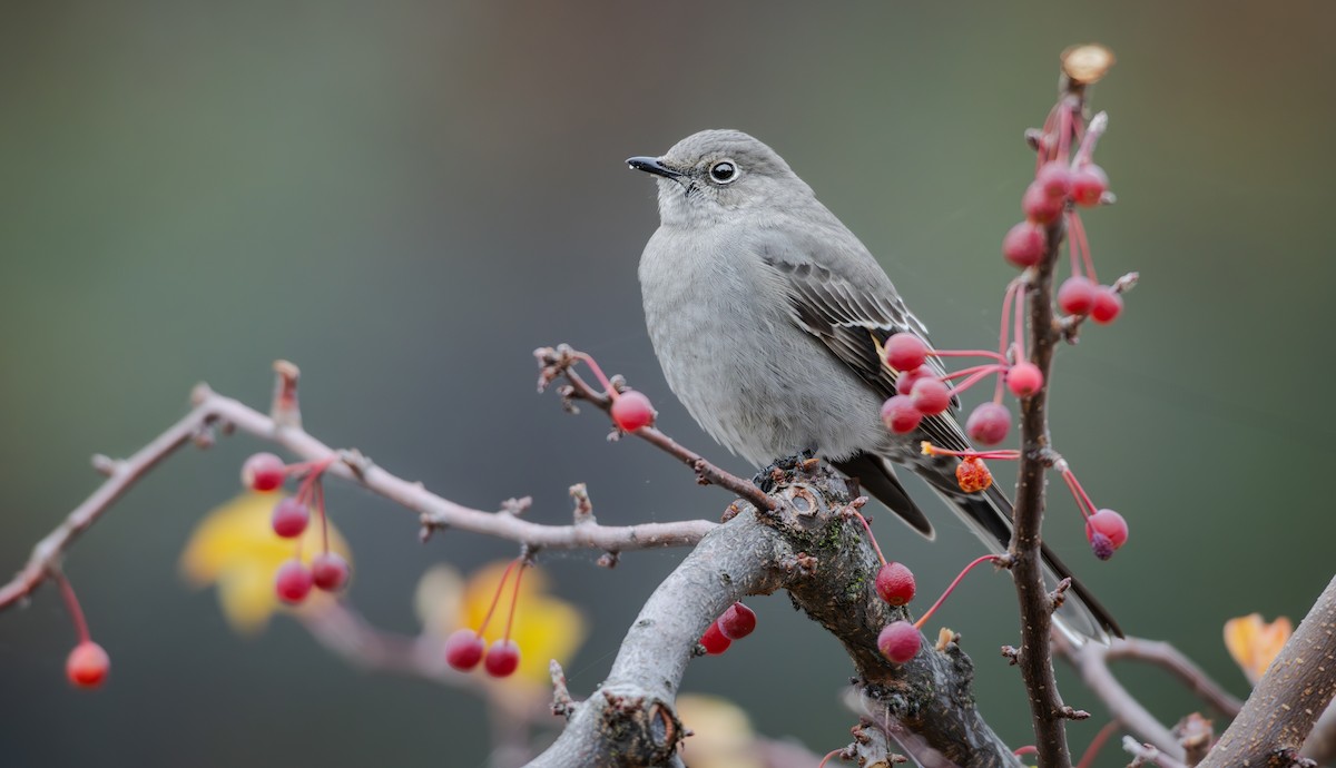 Townsend's Solitaire - ML645248219