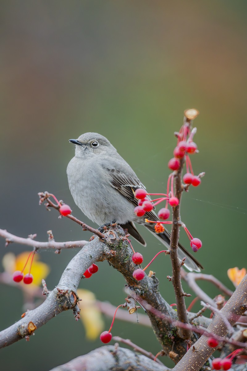 Townsend's Solitaire - ML645248220