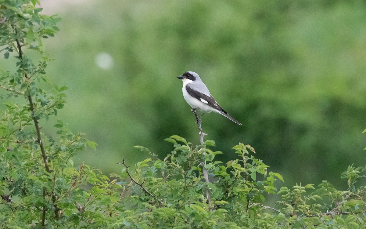 Lesser Gray Shrike - ML645248223