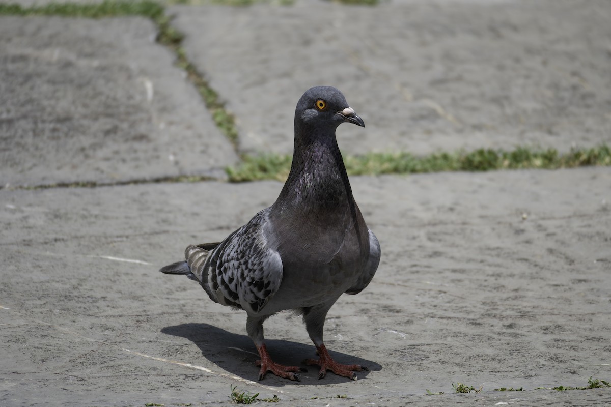 カワラバト（ドバト、家畜型） - ML645248224