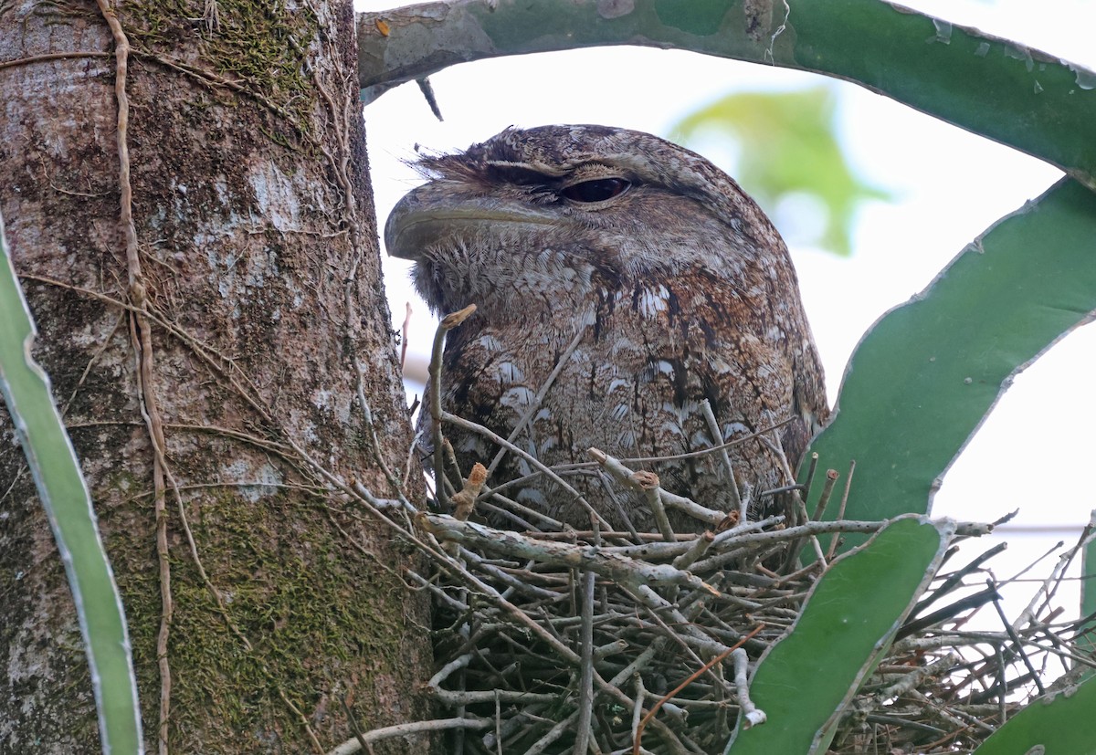 Papuan Frogmouth - ML645248225
