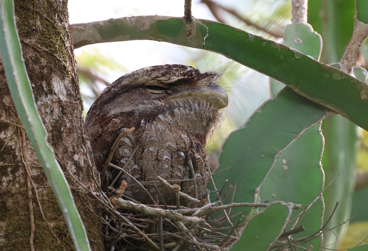 Papuan Frogmouth - ML645248227