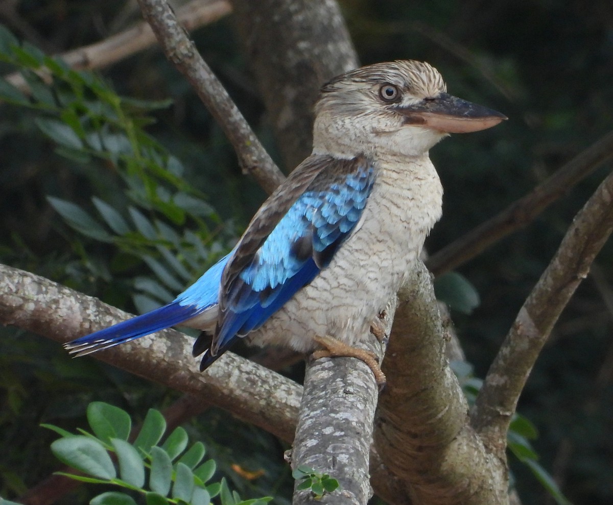 Кукабара синьокрила - ML645248228