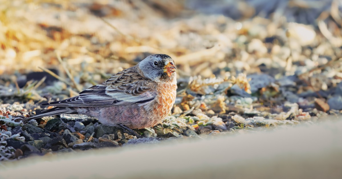 ハイガシラハギマシコ - ML645248241