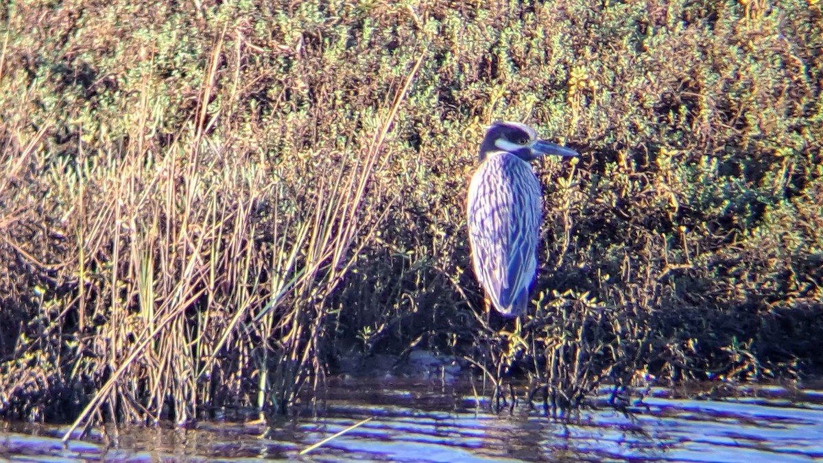 kvakoš žlutočelý - ML645248273