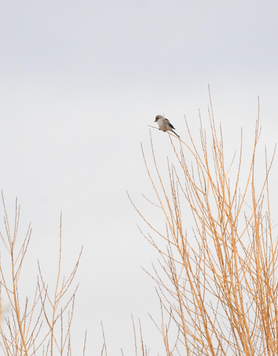 Northern Shrike - ML645248274