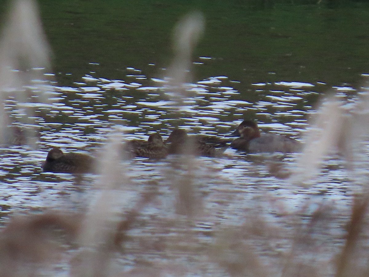 Common Pochard - ML645248276