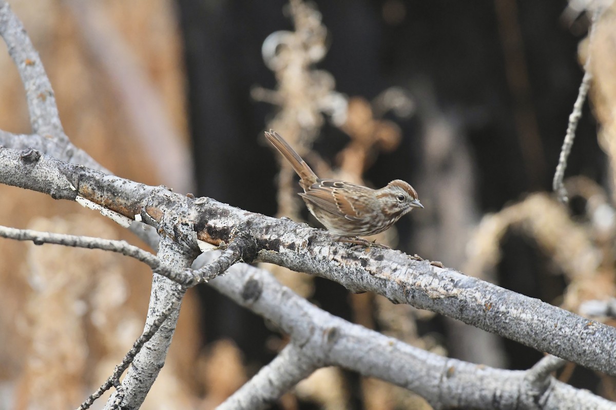 Song Sparrow - ML645248293