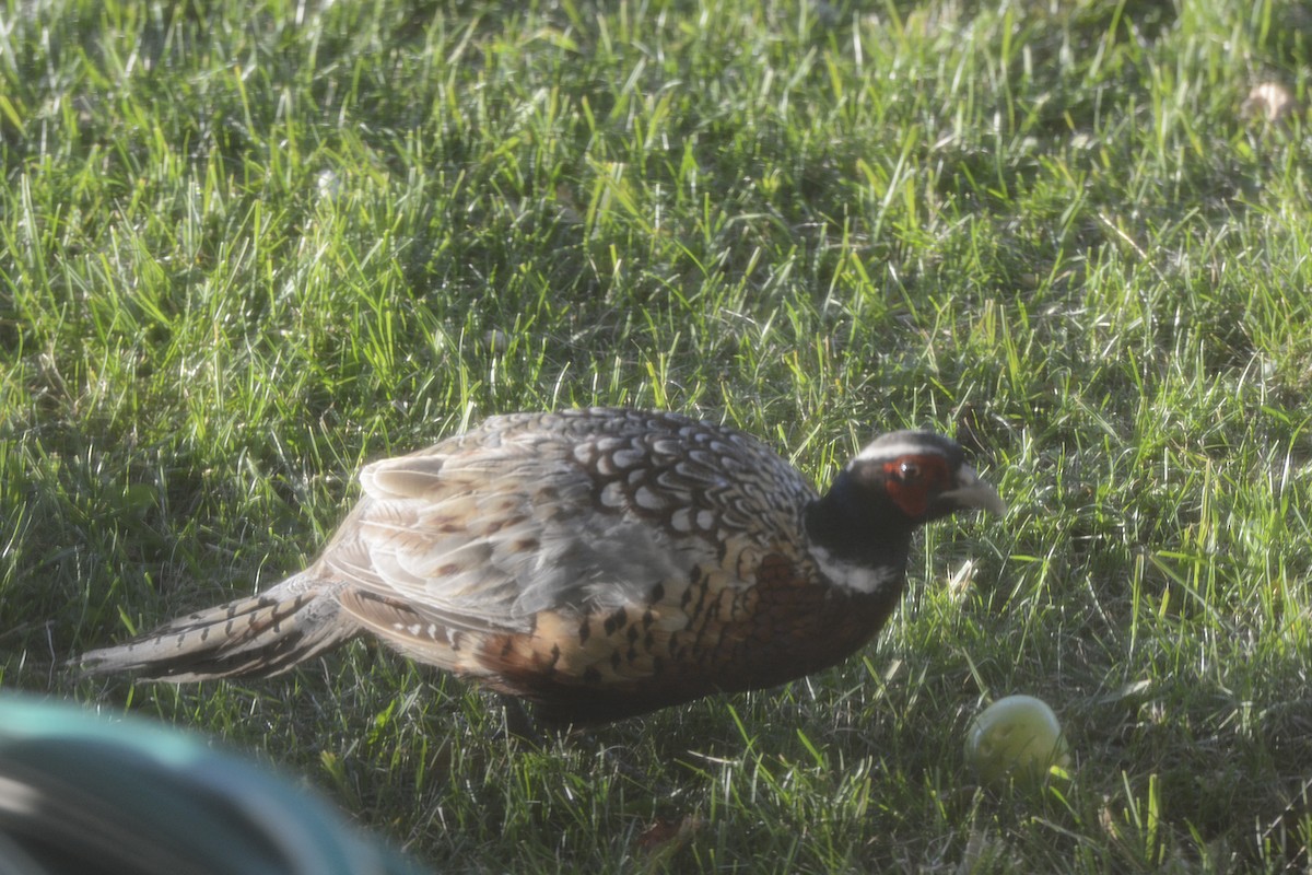 Fagiano comune - ML645248301