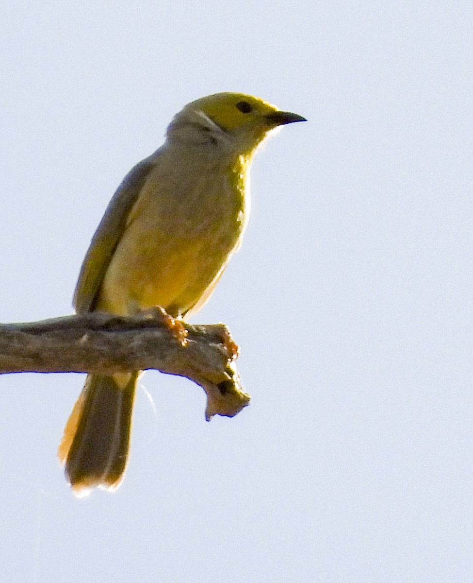 hvitsmykkehonningeter - ML645248307