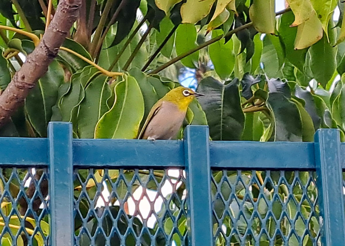 Swinhoe Gözlükçüsü - ML645248313