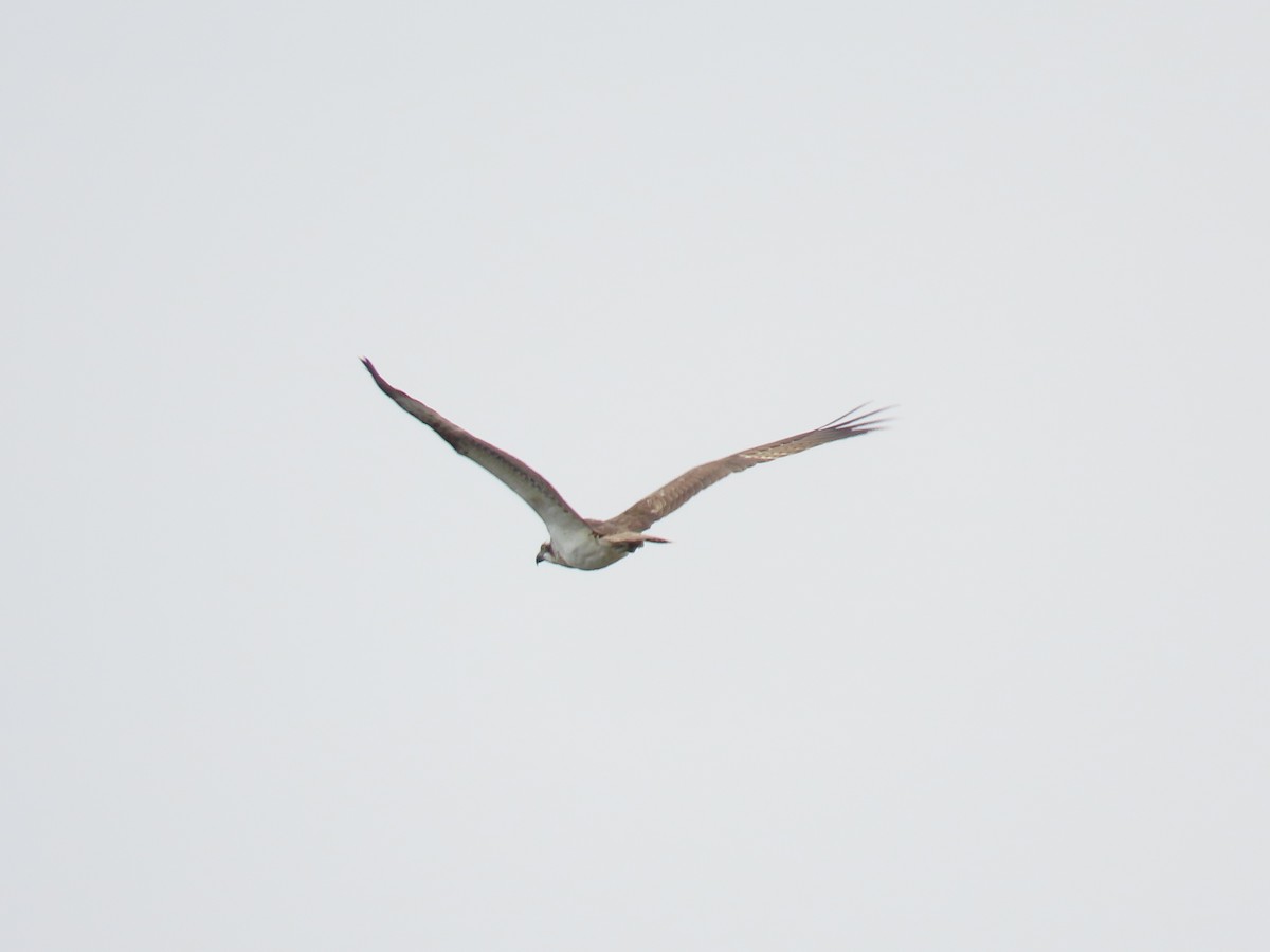 Osprey - ML645248316