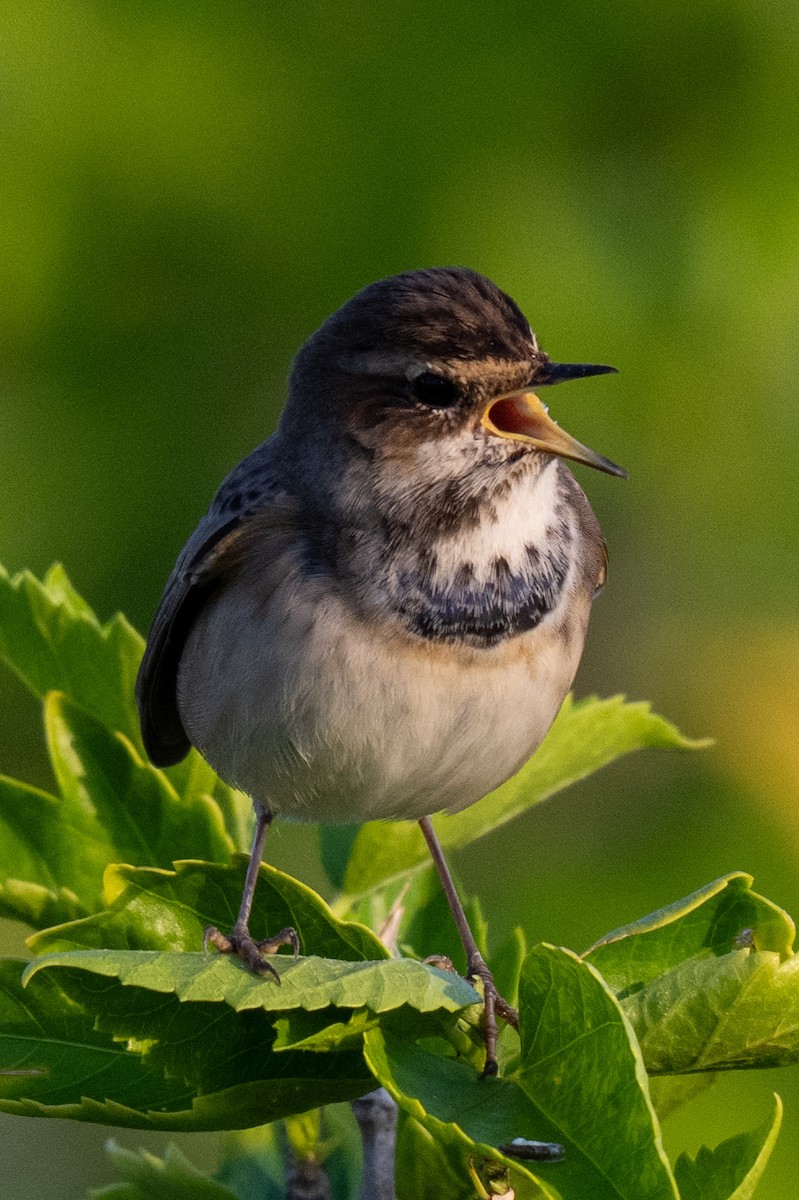 Bluethroat - ML645248319