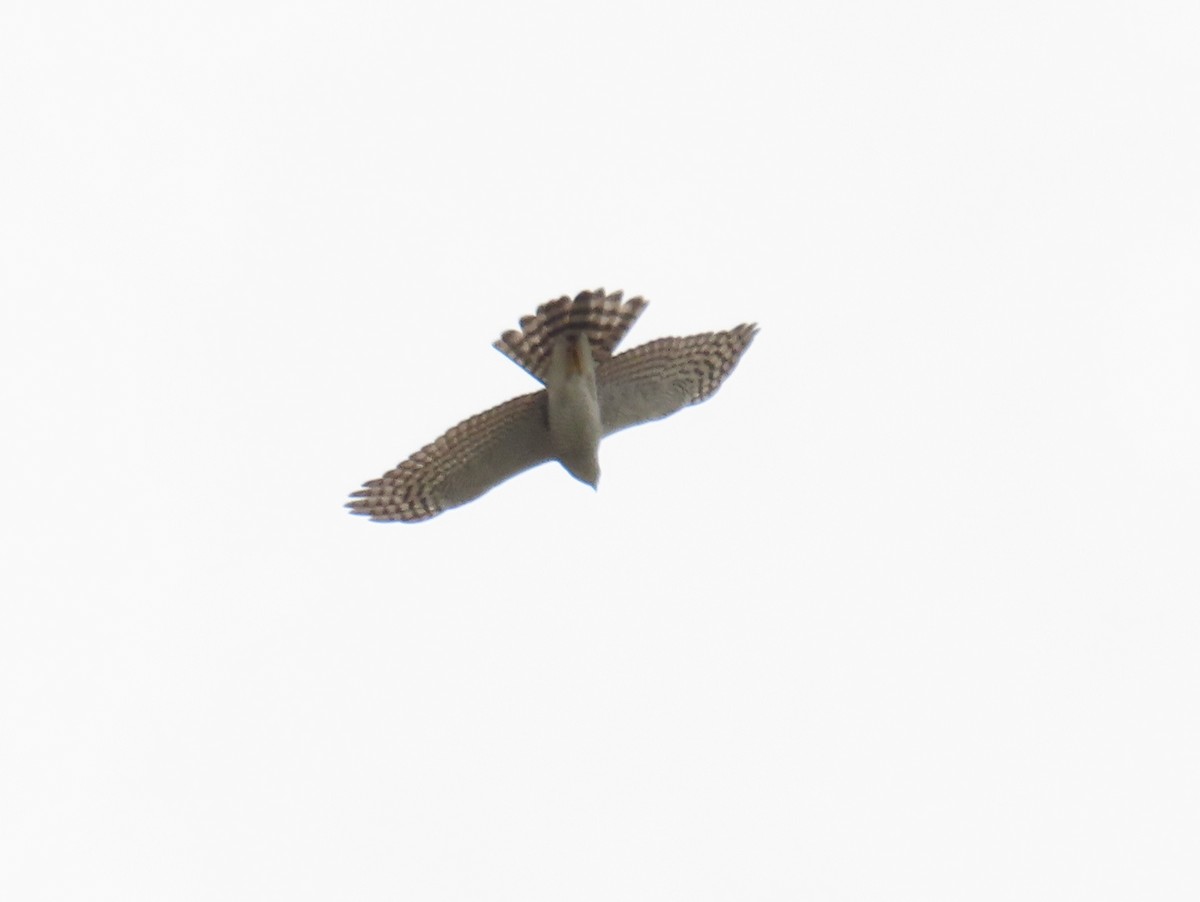 Eurasian Sparrowhawk - ML645248324