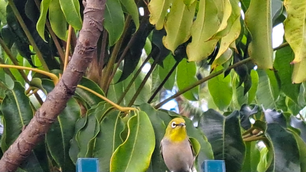 Swinhoe Gözlükçüsü - ML645248325