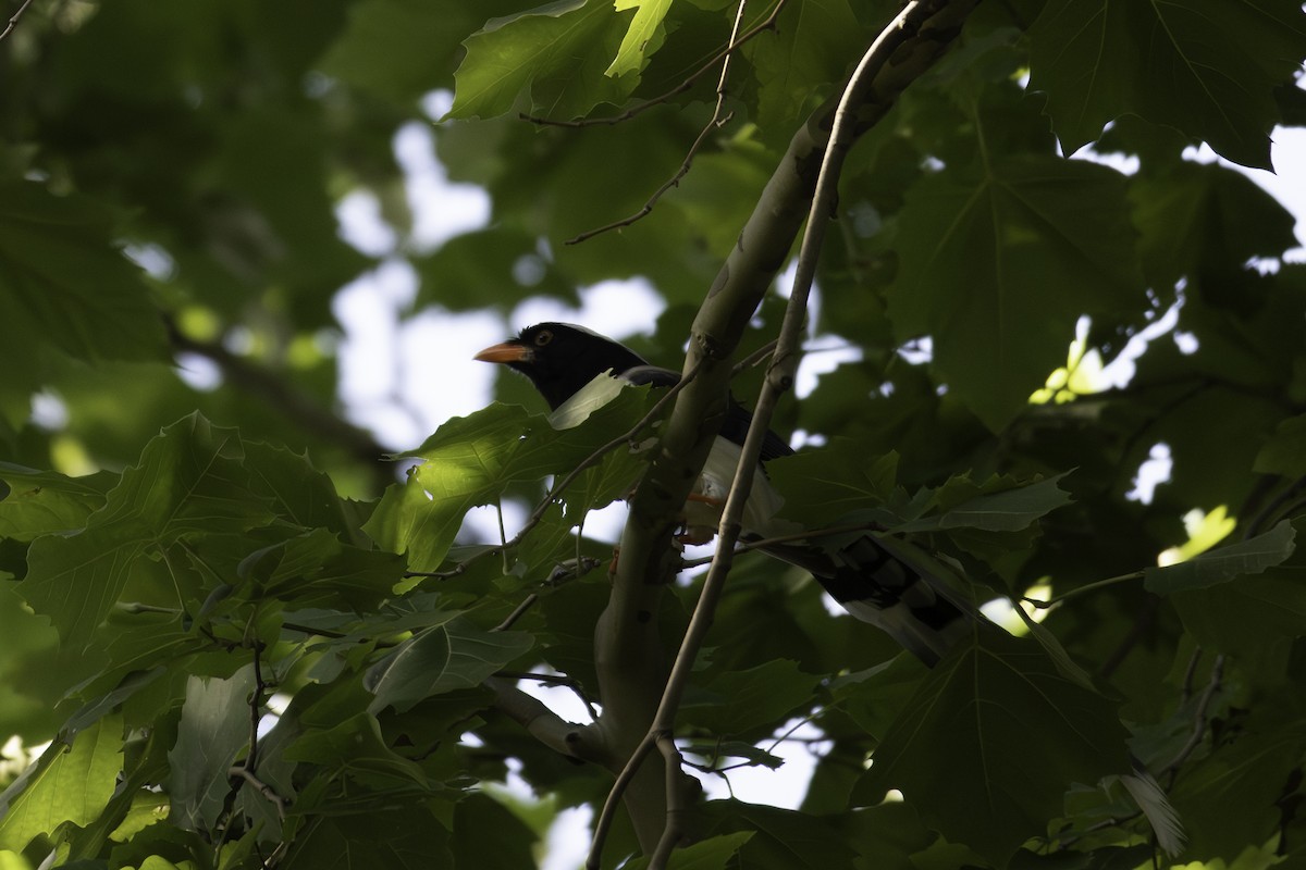 Red-billed Blue-Magpie - ML645248328