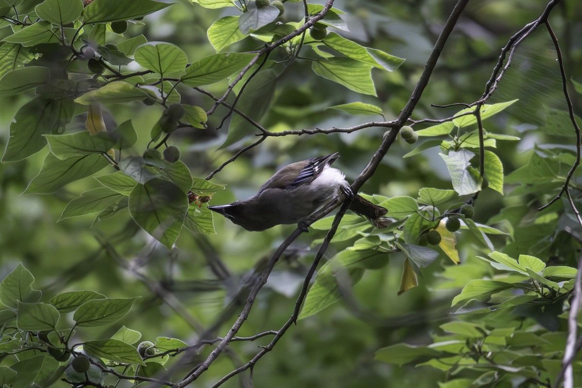 Gray Treepie - ML645248335