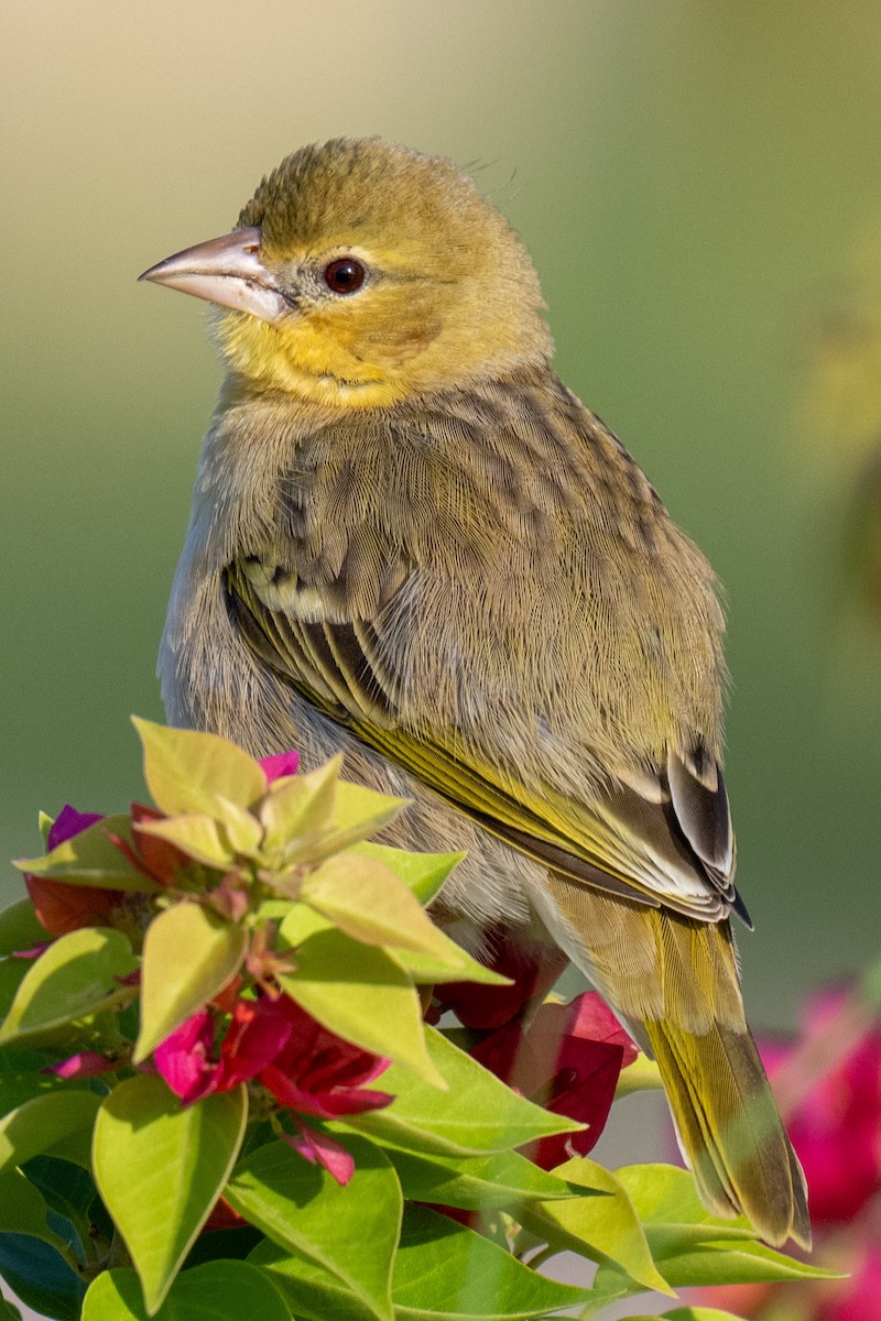 Rüppell's Weaver - ML645248336