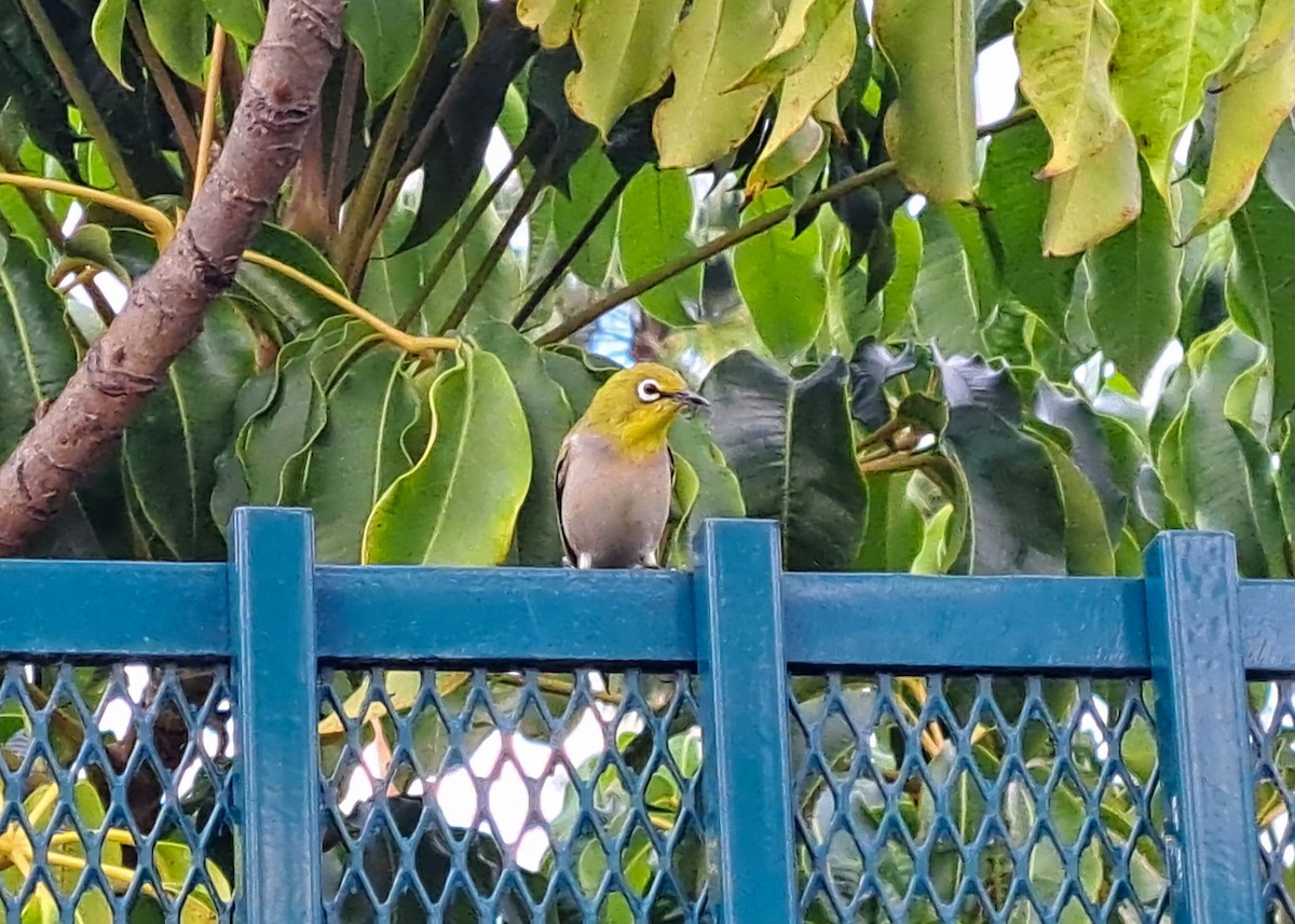 Swinhoe Gözlükçüsü - ML645248337