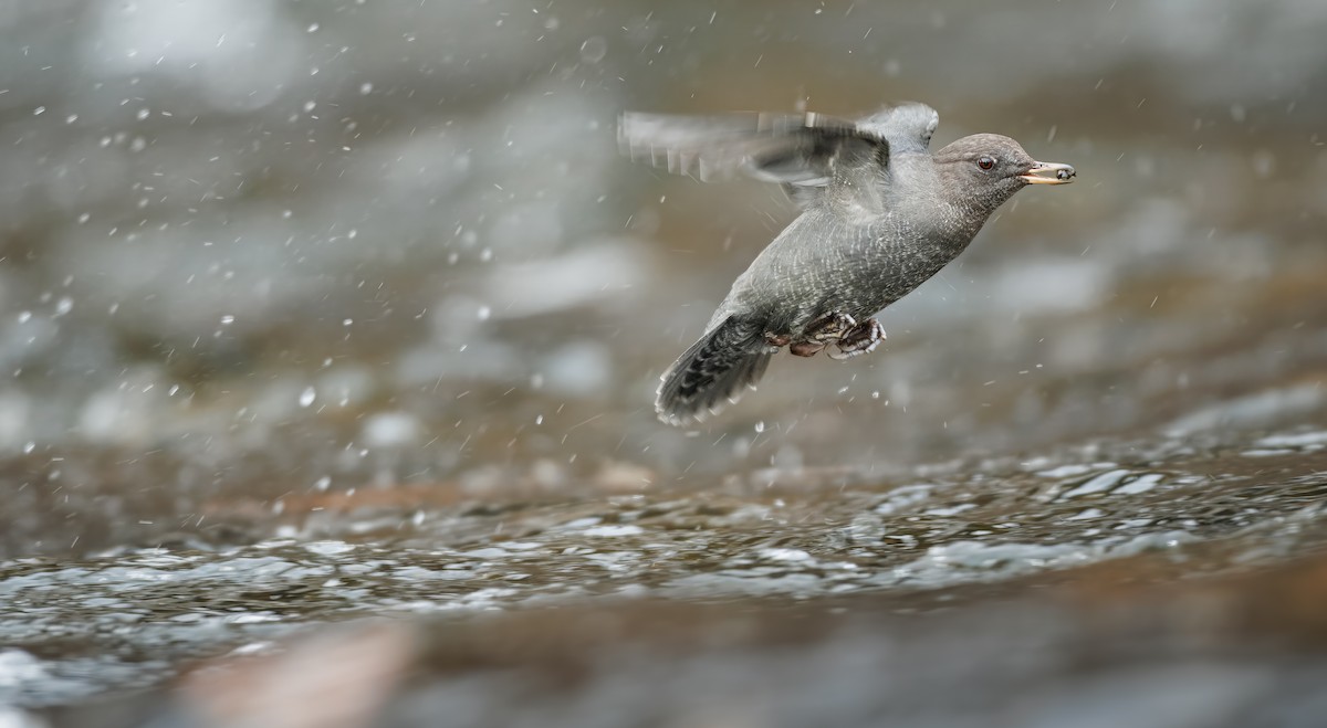 gråfossekall - ML645248338