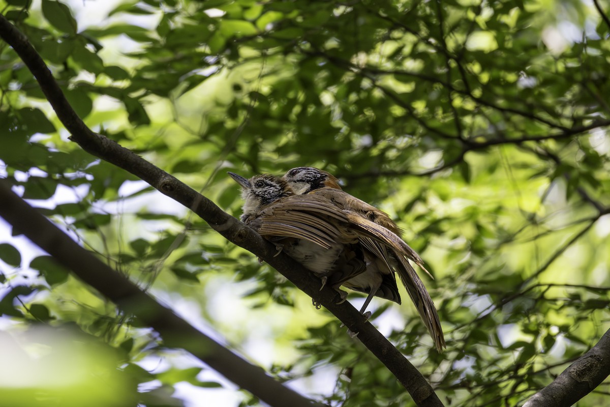 Greater Necklaced Laughingthrush - ML645248340