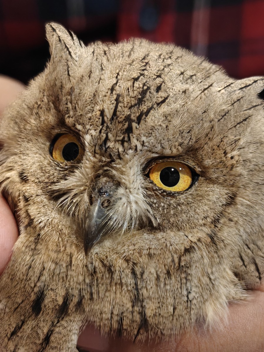 Pallid Scops-Owl - ML645248341